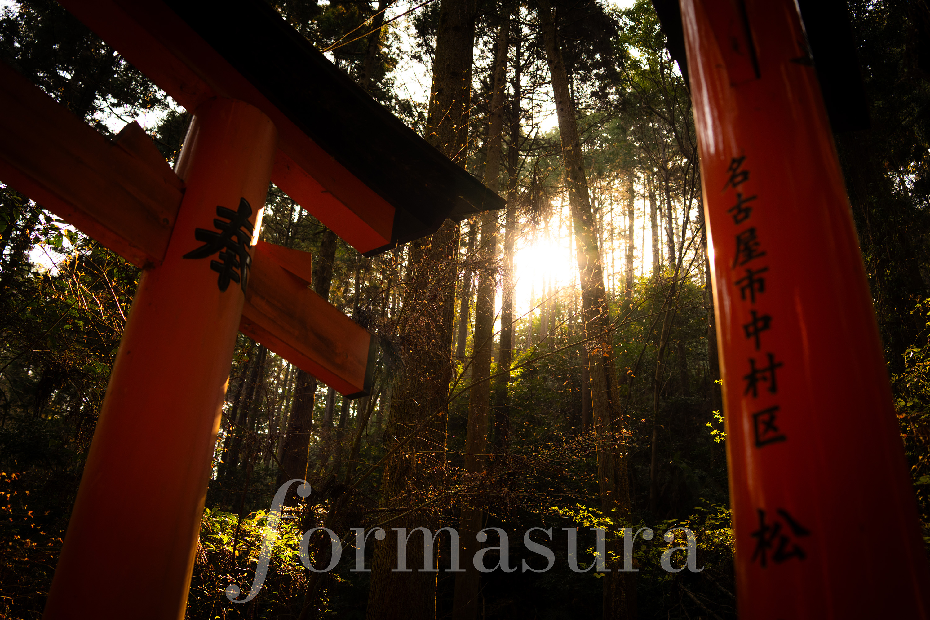 Morning light at the Torii Gates, Fushimi Inari
